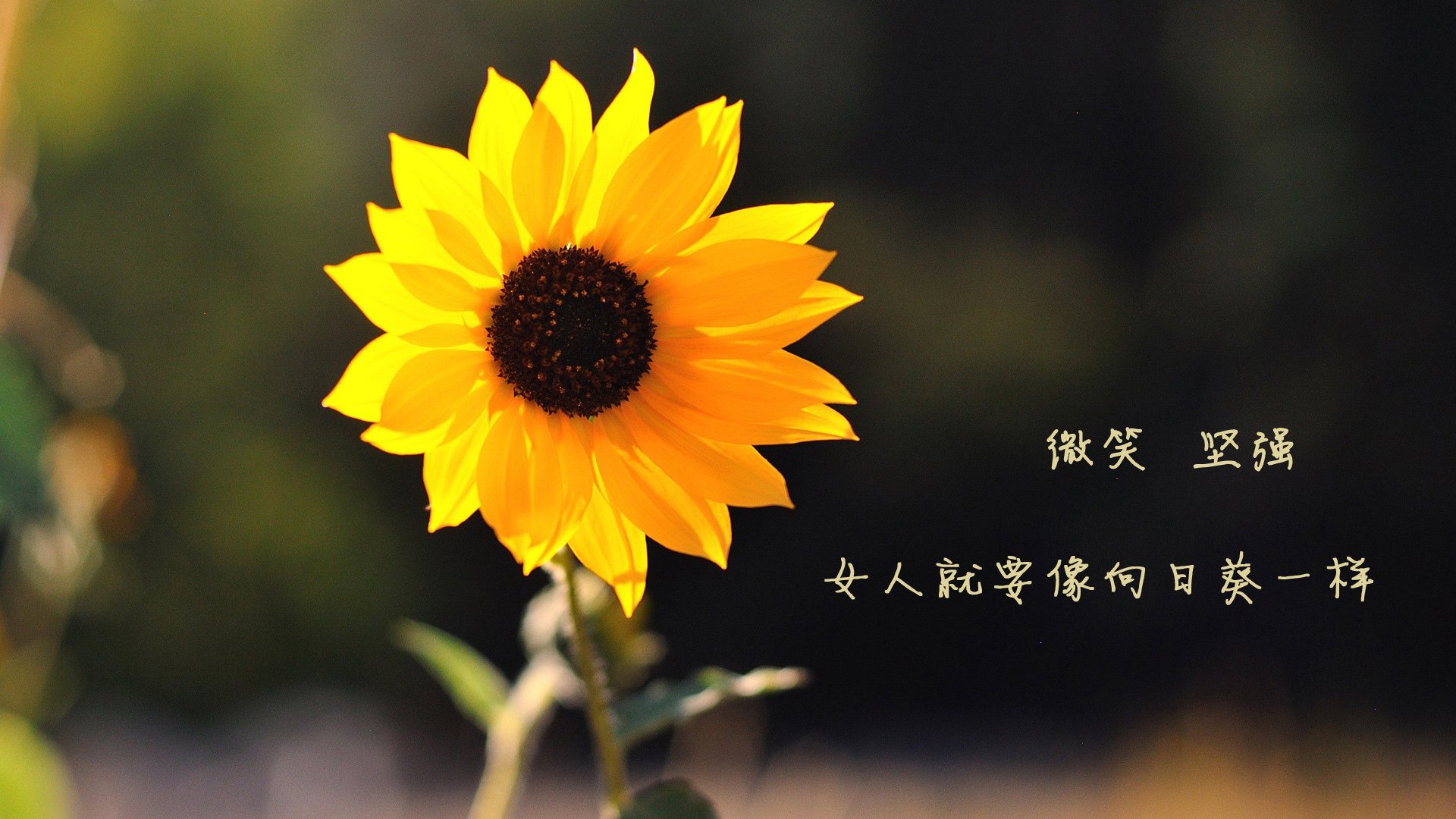 im体育官网-卡塔尔世界杯后五大联赛是否战术趋同，卡塔尔世界杯后面举办是哪个国家