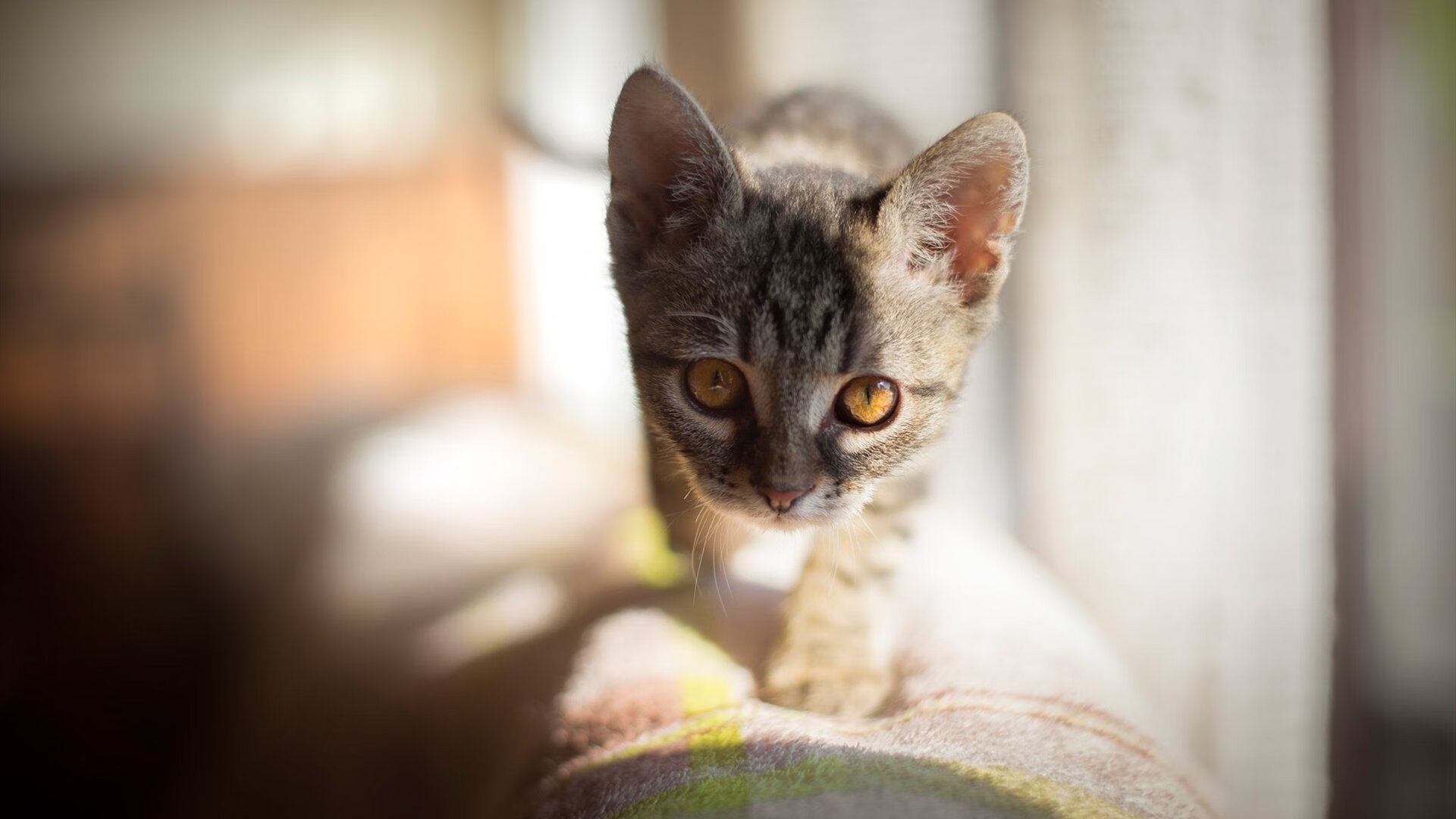 足球运动生态链构建,涵盖培训、比赛、转播全产业链,足球生涯模式