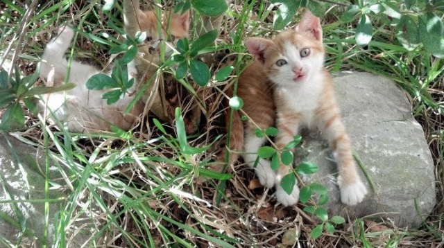 im体育平台官网-青训中心开设暑期封闭营强化集中训练体系，青训训练营是什么